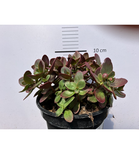 Sedum SUNSPARKLER 'Firecracker' PBR