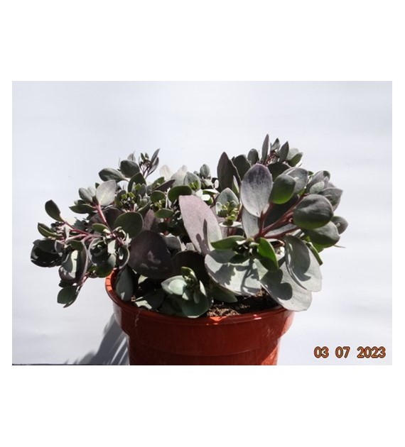 Sedum SUNSPARKLER 'Dazzleberry' PBR