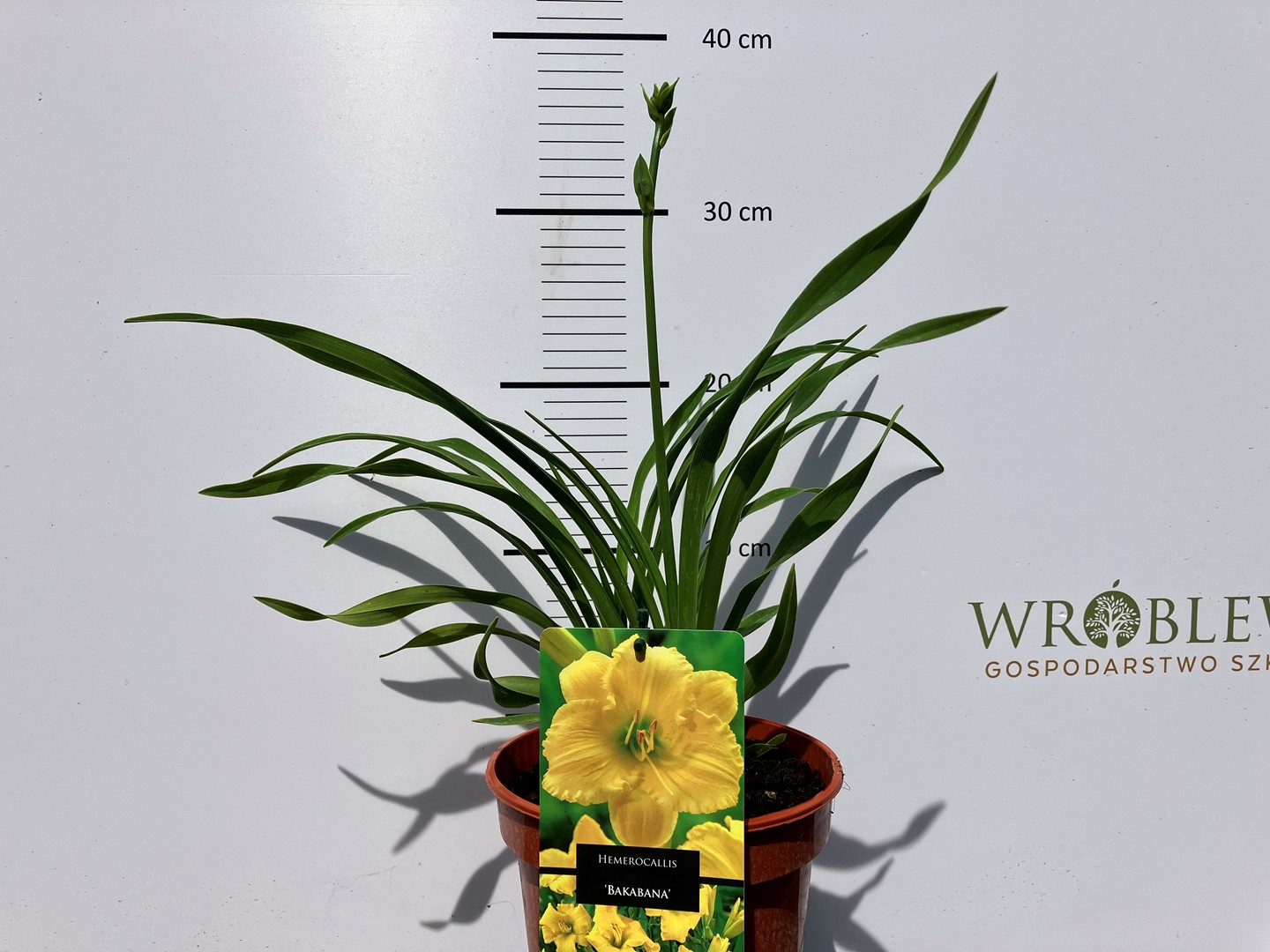 Hemerocallis 'Bakabana'