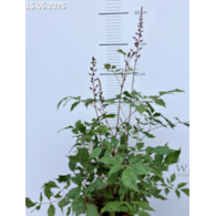 Astilbe 'Fanal'