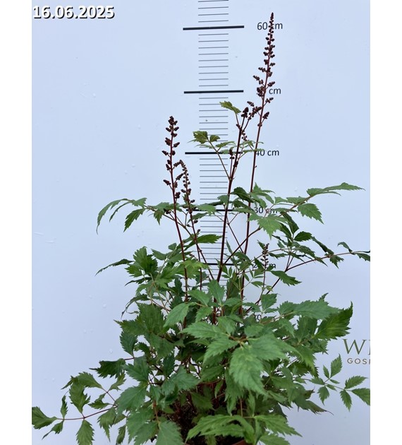 Astilbe 'Fanal'