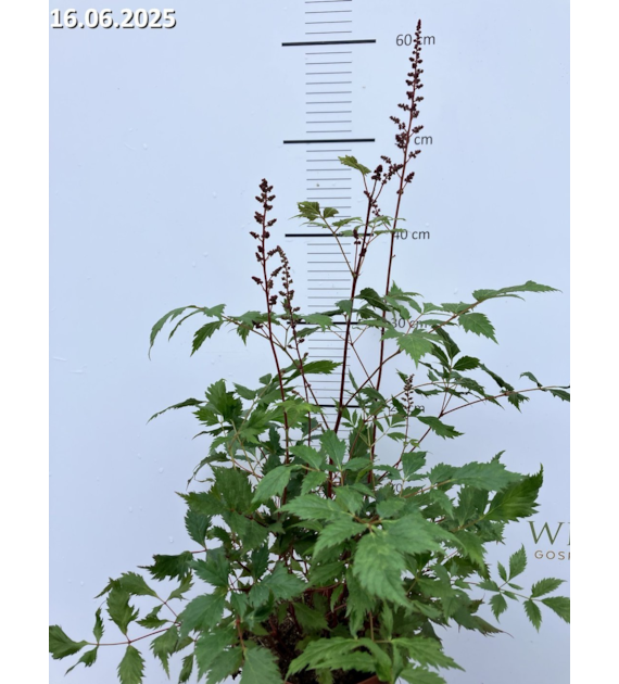 Astilbe 'Fanal'