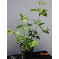 Viburnum opulus 'Roseum'