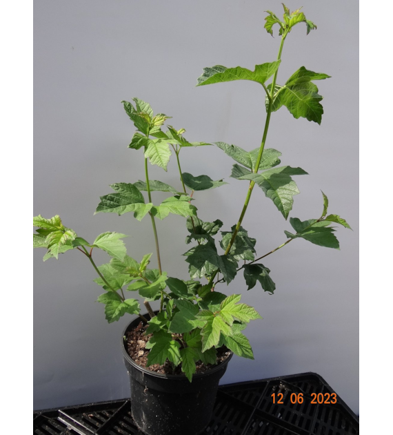Viburnum opulus 'Roseum'