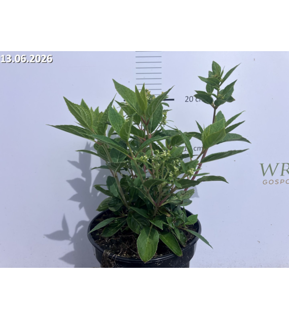 Hydrangea paniculata POLESTAR 'Breg14' PBR