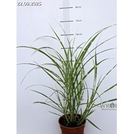 Miscanthus sinensis 'Zebrinus'