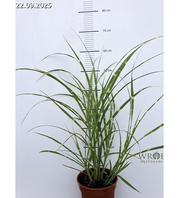 Miscanthus sinensis 'Zebrinus'