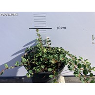 Cotoneaster procumbens 'Queen of Carpets'