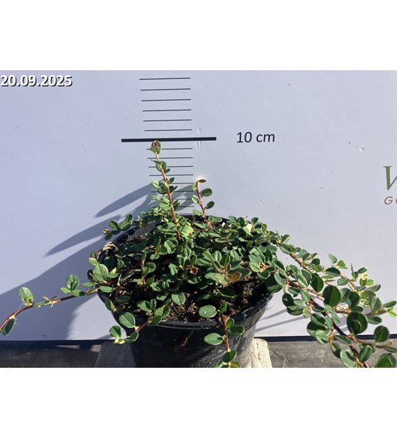 Cotoneaster procumbens 'Queen of Carpets'