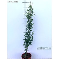 Betula pendula FASTIGIATA JOES 'Jolep1' PBR