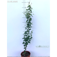 Betula pendula FASTIGIATA JOES 'Jolep1' PBR
