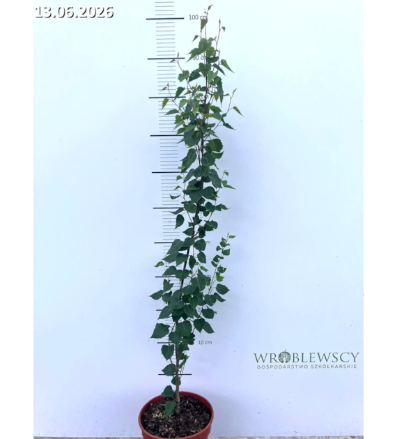 Betula pendula FASTIGIATA JOES 'Jolep1' PBR
