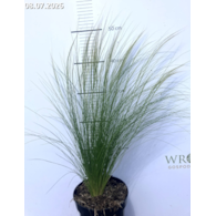 Stipa tenuissima 'Ponytails'