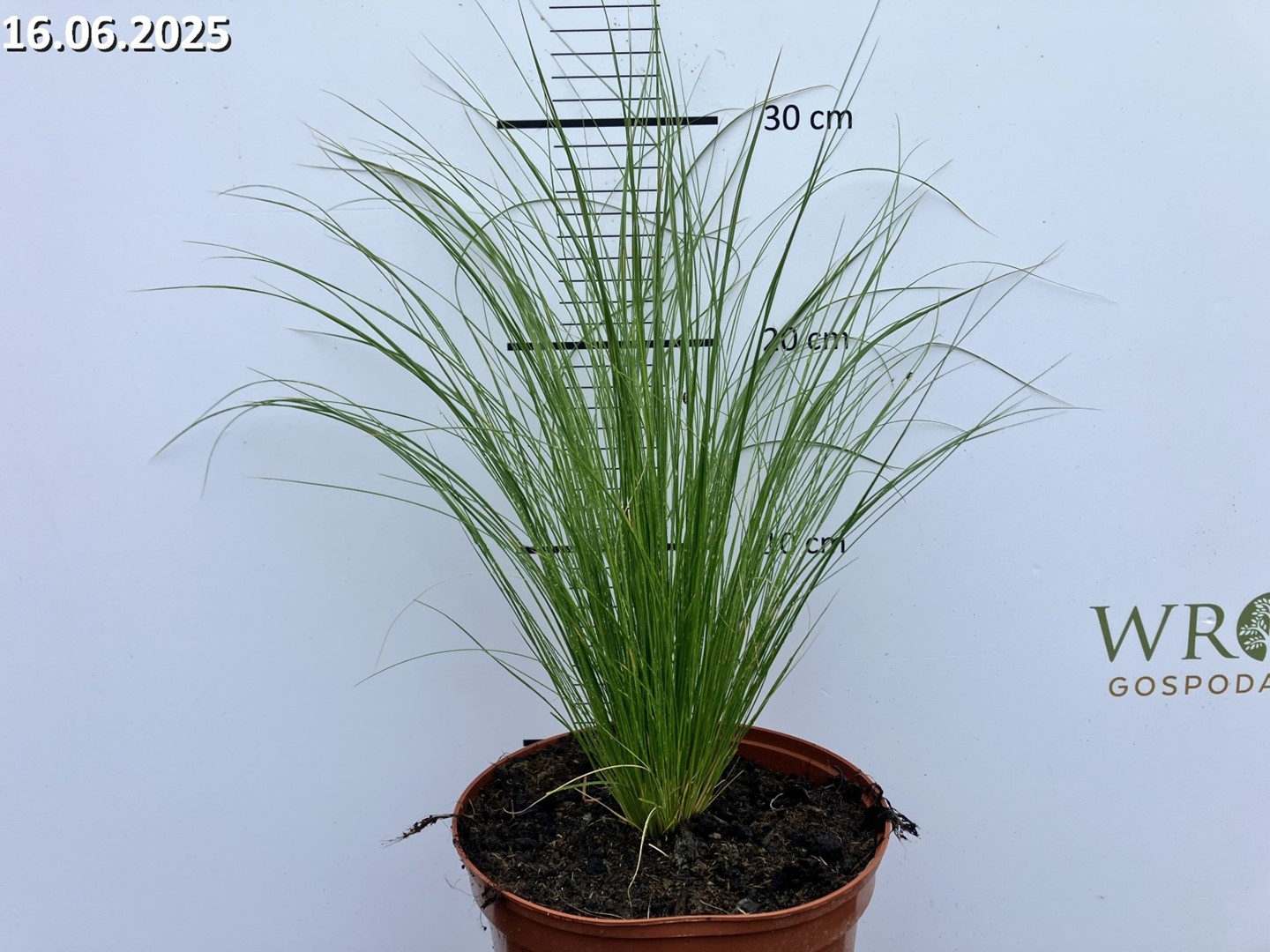 Stipa tenuissima 'Ponytails'