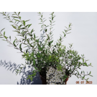 Spiraea ×cinerea 'Grefsheim'