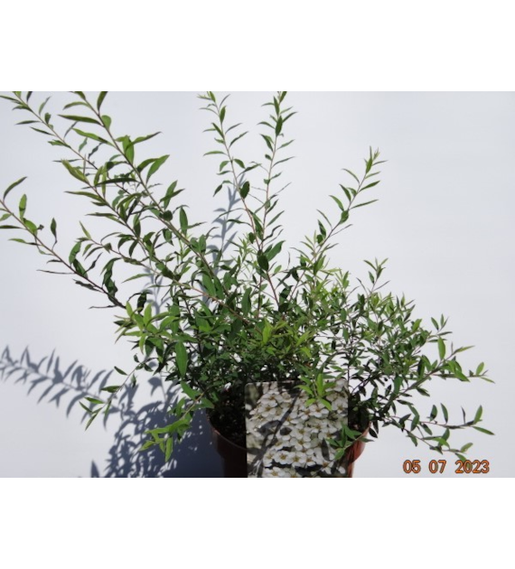 Spiraea ×cinerea 'Grefsheim'