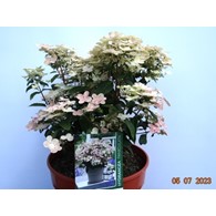 Hydrangea paniculata POLESTAR 'Breg14' PBR