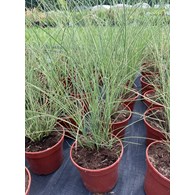 Miscanthus sinensis 'Morning Light'