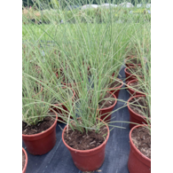 Miscanthus sinensis 'Morning Light'