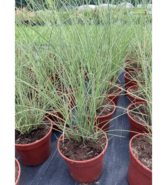 Miscanthus sinensis 'Morning Light'