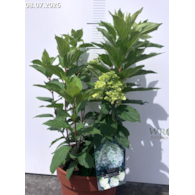 Hydrangea paniculata MAGICAL MONT BLANC 'Kolmamon' PBR