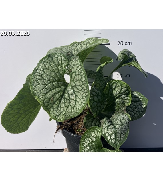 Brunnera macrophylla 'Sea Heart' PBR