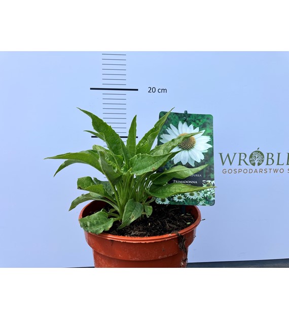 Echinacea purpurea 'Primadonna White'