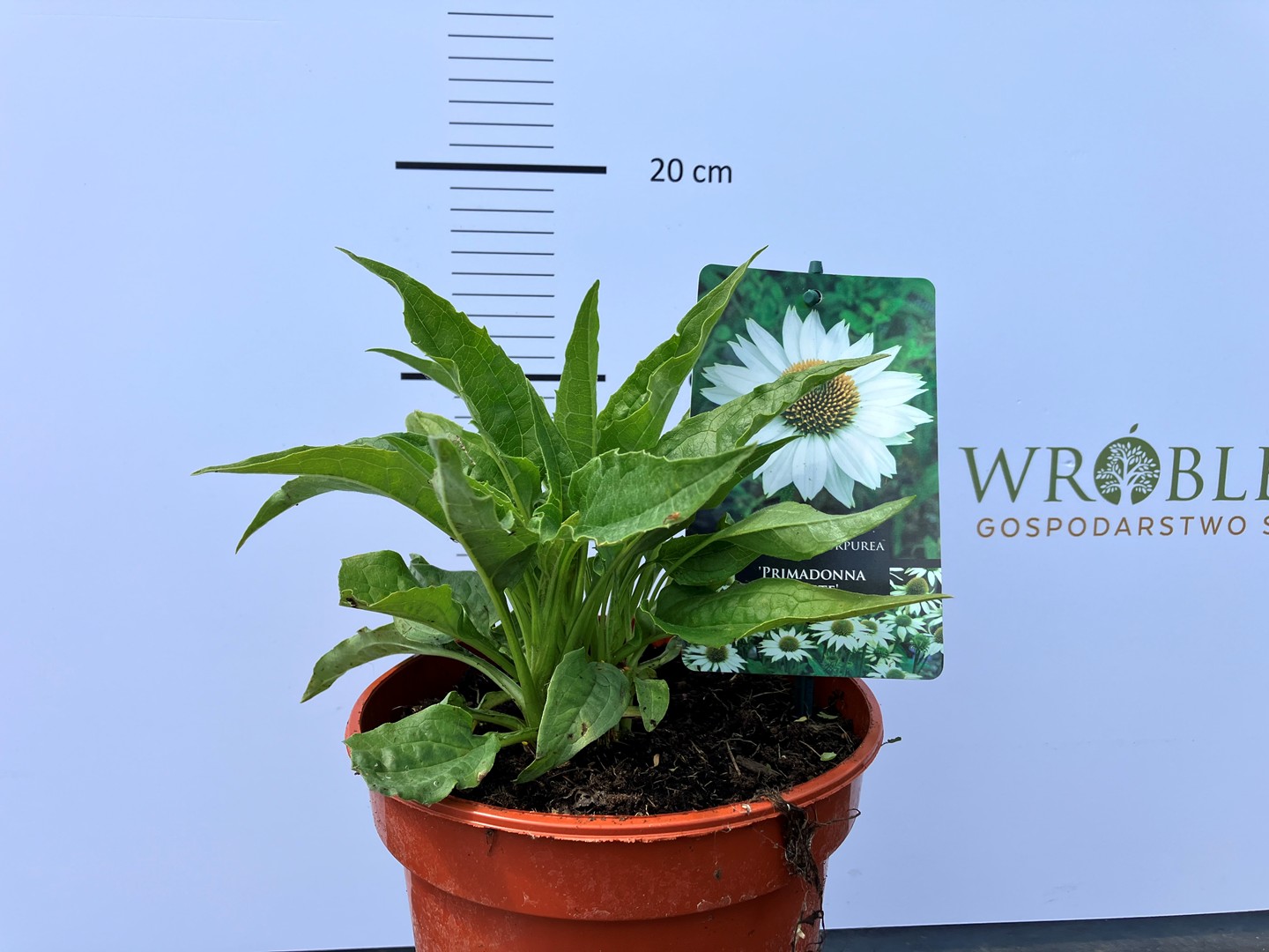 Echinacea purpurea 'Primadonna White'