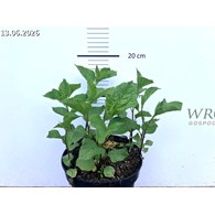 Physalis alkekengi var. franchetii 'Zwerg'