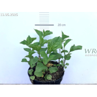 Physalis alkekengi var. franchetii 'Zwerg'