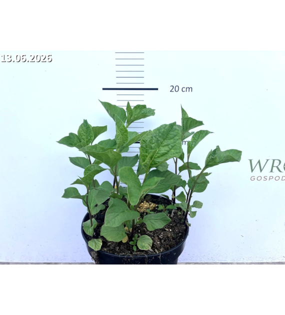 Physalis alkekengi var. franchetii 'Zwerg'