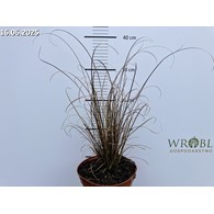 Carex buchananii 'Red Rooster'
