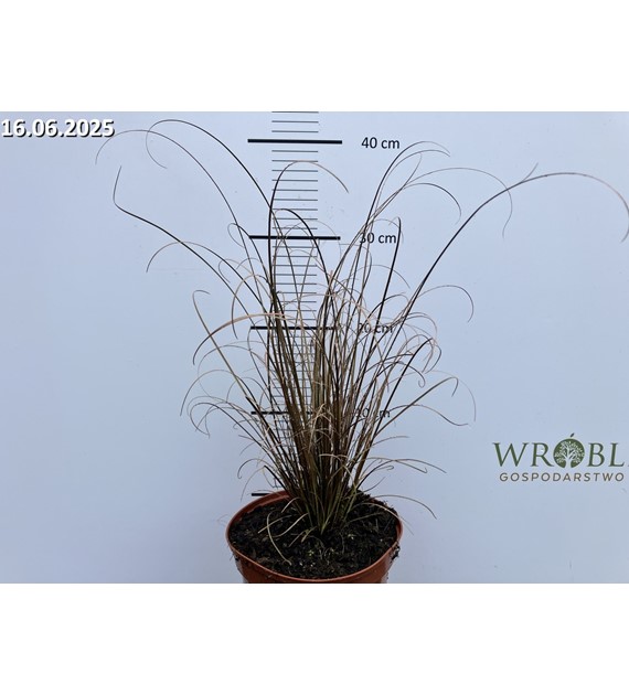 Carex buchananii 'Red Rooster'