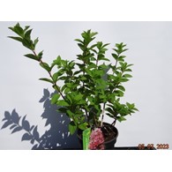 Hydrangea paniculata MAGICAL FIRE 'Bokraplume' PBR