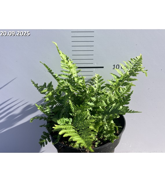 Dryopteris filix-mas