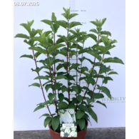 Hydrangea paniculata 'Silver Dollar'