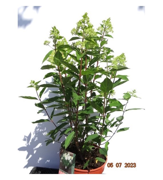 Hydrangea paniculata MAGICAL SWEET SUMMER 'Bokrathirteen' PBR