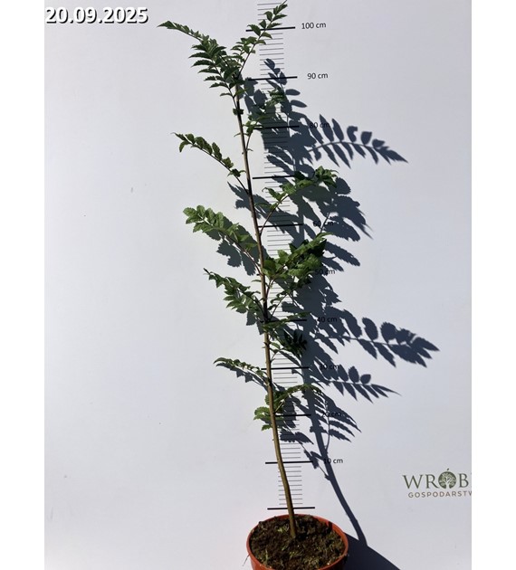 Sorbus aucuparia