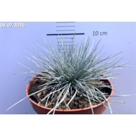 Festuca glauca 'Eisvogel'