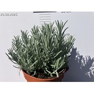 Lavandula xintermedia 'Edelweiss'