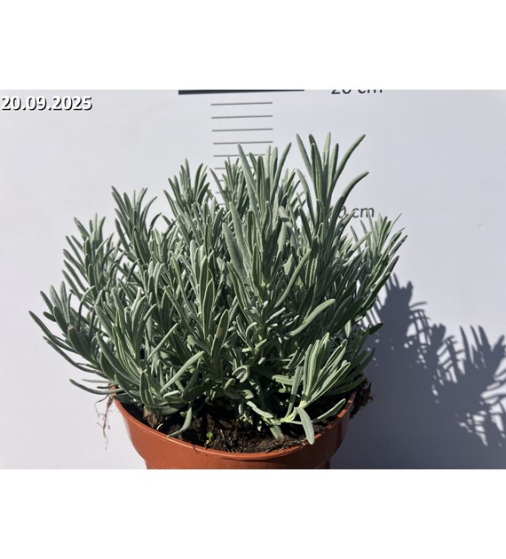 Lavandula xintermedia 'Edelweiss'