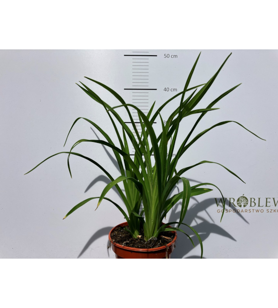 Hemerocallis 'Gentle Shepherd'