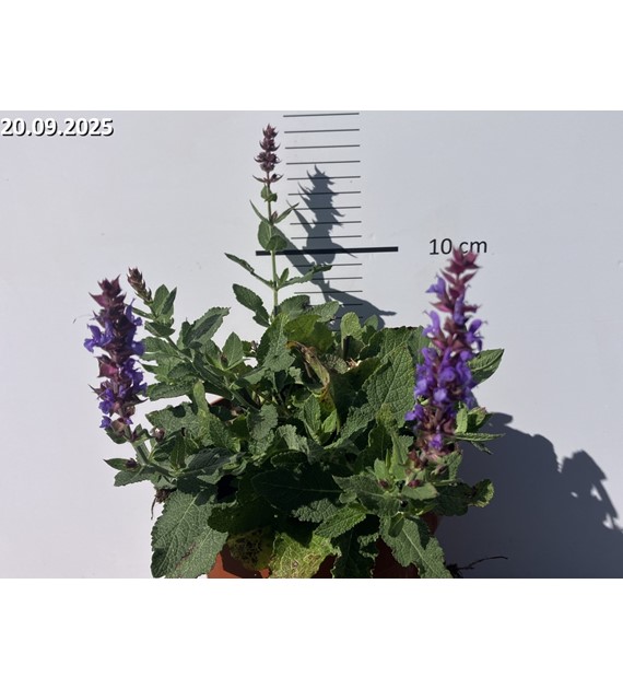 Salvia nemorosa 'Blue Field' PBR