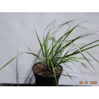 Pennisetum alopecuroides 'Red Head'