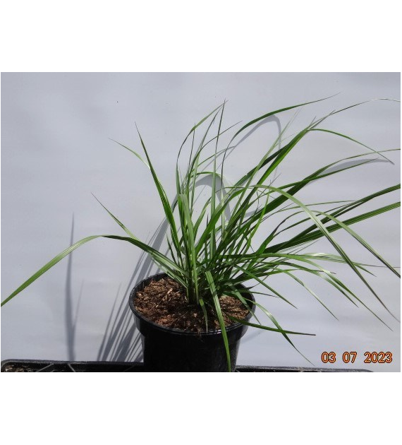 Pennisetum alopecuroides 'Red Head'