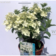 Hydrangea paniculata PETITE STAR 'Coustar02' PBR
