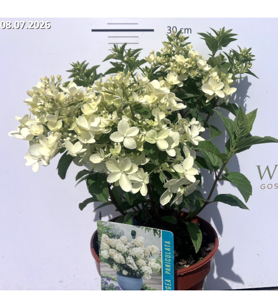 Hydrangea paniculata PETITE STAR 'Coustar02' PBR