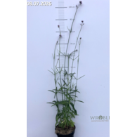 Verbena bonariensis
