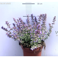 Nepeta 'Purrsian Blue'