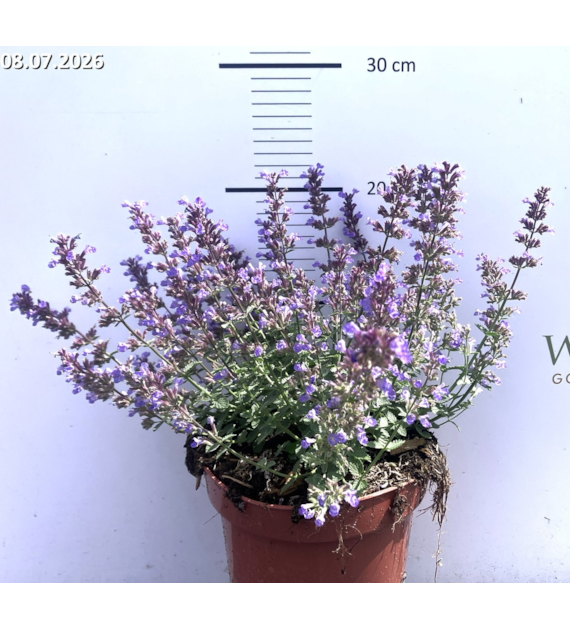 Nepeta 'Purrsian Blue'